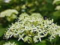 Thumbnail for File:CORNUS controversa Variegata.jpg