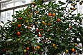 "Calamondin_Orange.JPG" by User:IvanTortuga