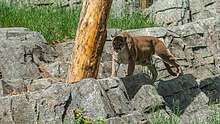 A cougar in the Canadian Wilds. Calgary Zoo (206406087).jpeg