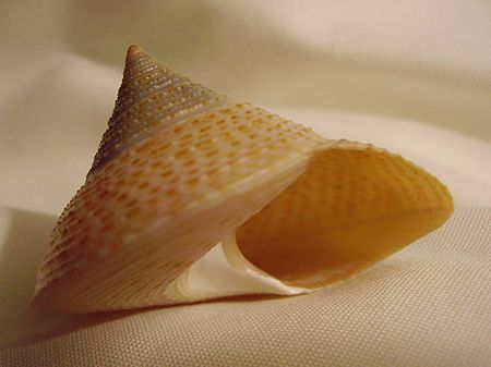 Calliostoma_selectum