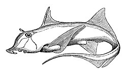 Callorhinchus callorynchus1.jpg