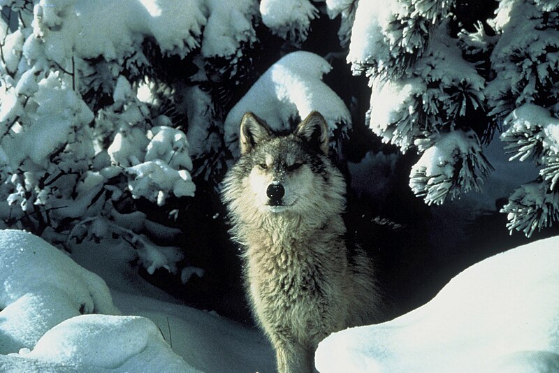 File:Canis lupus standing in snow.jpg