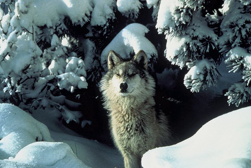 Canis lupus standing in snow.jpg