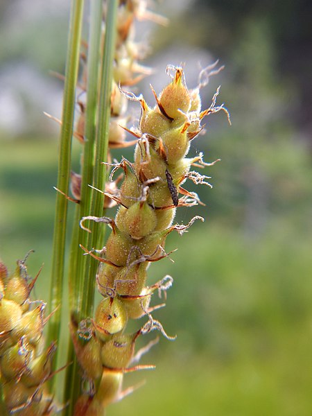 File:Carex pellita (Carex lanuginosa) - 43167532975.jpg