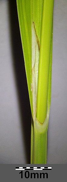 File:Carex pendula sl24.jpg