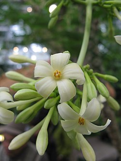 Flores del papayo.