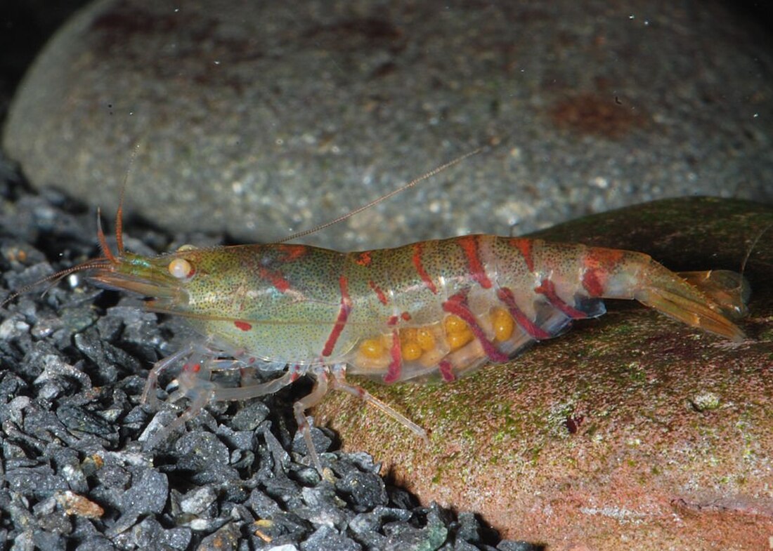 File:Caridina-cf-cantonensis-orange-eye-tiger.jpg