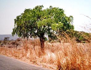 Cassia abbreviata im Kruger-Nationalpark