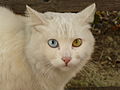 قطّ مصاب بتغاير التلوّن الكلّي، حيث يملك عيناً زرقاء وأخرى صفراء اللّون. كما ويبدو أن هناك تغاير تلوّن مركزيّ في العين الصّفراء حيث يظهر الجزء الخارجي من القزحيّة أصفرَ اللّون بينما يظهر الجزء المركزي أخضرَ اللّون.