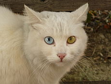 230px-Cat_Briciola_with_pretty_and_different_colour_of_eyes.jpg