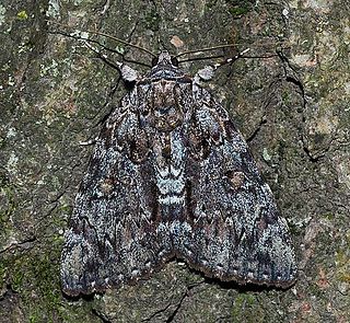 <i>Catocala lacrymosa</i> Species of moth