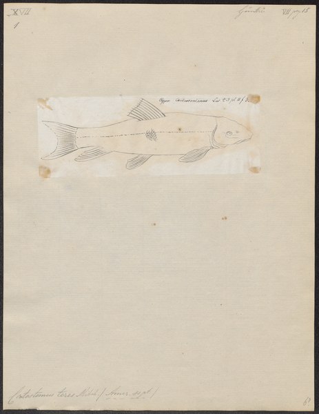 File:Catostomus teres - 1798-1876 - Print - Iconographia Zoologica - Special Collections University of Amsterdam - UBA01 IZ15000005.tif