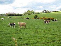 Cattle near Six Road Ends Seen from the Kirkistown to Ballyeaseborough Road