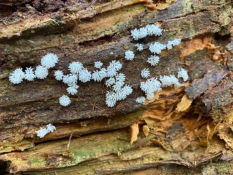 File:Ceratiomyxa fruticulosa 101923578.jpg