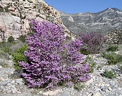 Cercis occidentalis red rock canyon.jpg