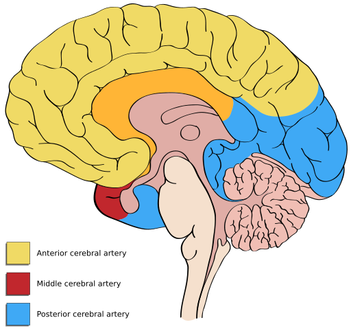 File:Cerebral vascular territories midline.svg