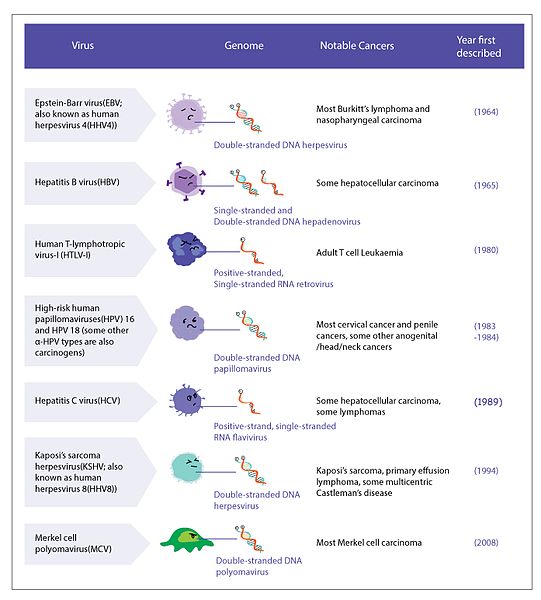File:Characteristics and clinical correlates of viruses involved in cancer.jpg