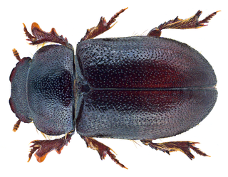 <span class="mw-page-title-main">Cheirodes</span> Genus of beetles