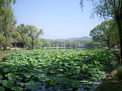 Un estany de lotus