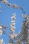 Cherry Blossom in High Park 52.jpg