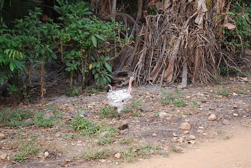 File:ChickenNoFeathersHead.JPG