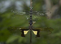 Chlorogomphus magnificus (Chlorogomphidae)