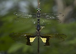 Chlorogomphus magnificus