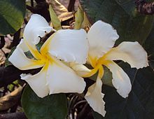 Chonemorpha fragrans - Franginpani vine flower.jpg