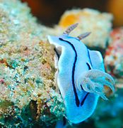 Голубая форма Chromodoris willani