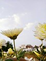 Chrysanthemum2.jpg