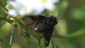 Chrysops caecutiens (male) sucking nectar.ogv