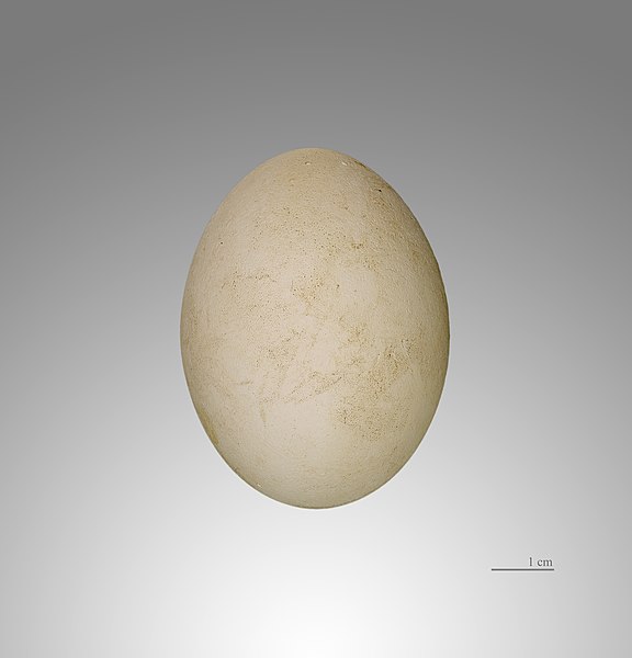 File:Cigogne Noire MHNT.jpg