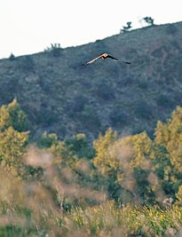 Swamp Harrier (Circus approximans), Northern Territory, Australia