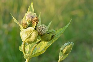 Cirsium oleraceum - seaohakas.jpg