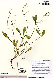 <i>Claytonia palustris</i> Species of flowering plant