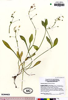 Claytonia palustris UC1755275 (4494868773).jpg