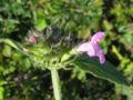 Clinopodium vulgare on the german island Hiddensee, Photo by Kristian Peters