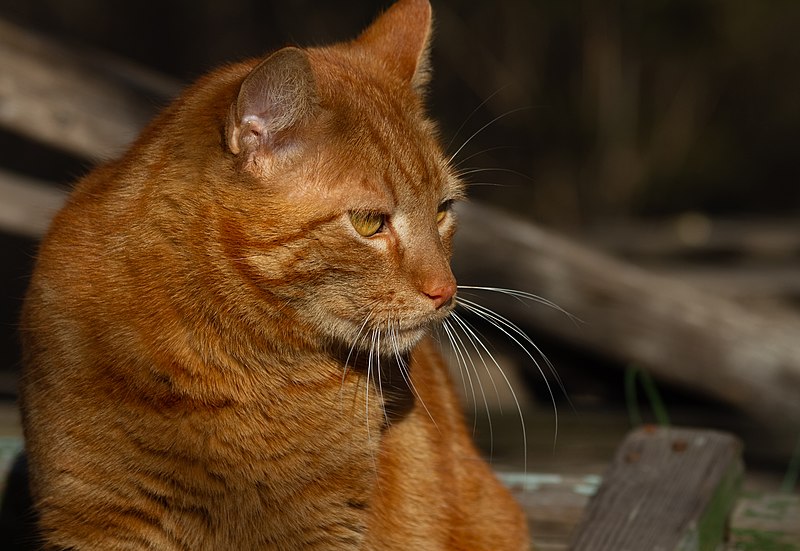 File:Close-up, portrait of a big red cat in the rays of the evening sun. Pets in the nature - Flickr - Yuliya Sergeevna.jpg