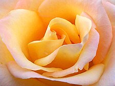 Yellow rose