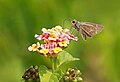 * Nomination Close wing Nectaring of Parnara spp - - Parnara Swift spp. --Sandipoutsider 23:27, 21 May 2023 (UTC) * Promotion  Support Good quality --Halavar 18:29, 21 May 2023 (UTC)