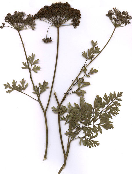 File:Cnidium silaifolium Herbar.jpg