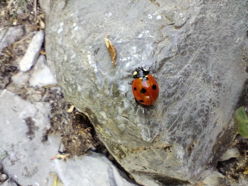 File:Coccinella septempunctata 219533273.jpg