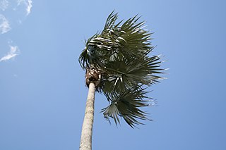 <i>Coccothrinax proctorii</i> Species of palm