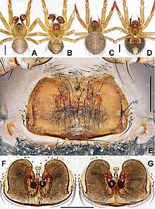 Coddingtonia huifengi (10.3897-zookeys.886.35492) Figure 2.jpg