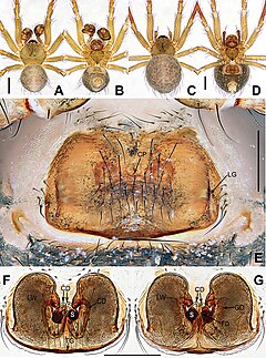 Description de l'image Coddingtonia huifengi (10.3897-zookeys.886.35492) Figure 2.jpg.