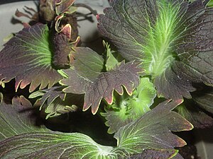 Coleus-exotic2.jpg