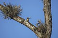 * Nomination Collared aracari (Pteroglossus torquatus torquatus) --Charlesjsharp 11:56, 11 April 2023 (UTC) * Promotion  Support Good quality. --Rjcastillo 03:03, 12 April 2023 (UTC)