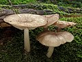 26 Collybia-platyphylla uploaded by Holleday, nominated by Citron