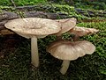 Collybia-platyphylla