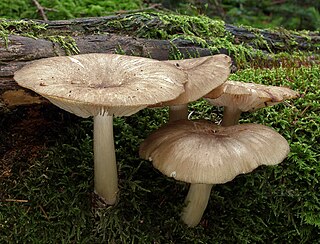 <i>Megacollybia</i> Genus of fungi